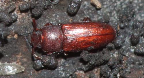 Réf. 299 321 : Palorus sp.